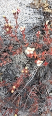 Crassula pruinosa