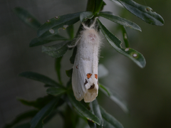 Euproctis haemodetes