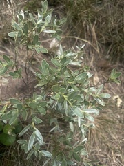 Diospyros lycioides nitens