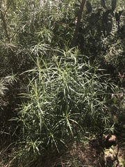 Cassinia longifolia
