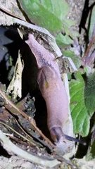 Parmarion