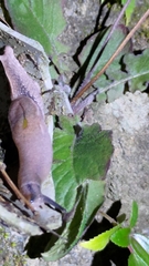 Parmarion