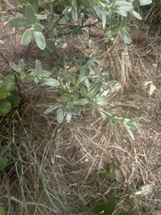 Diospyros lycioides nitens