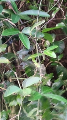 Tetrastigma formosanum