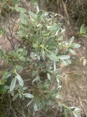 Diospyros lycioides nitens