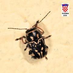 Pachybrachis exclusus