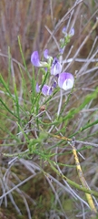 Psoralea usitata