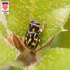 Pachybrachis exclusus