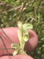 Pterostylis crassicaulis