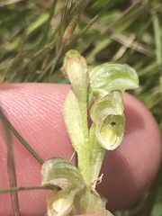 Pterostylis crassicaulis