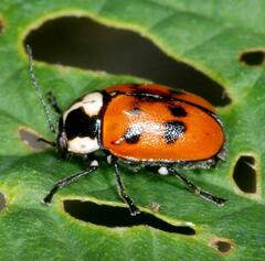 Cryptocephalus octopunctatus