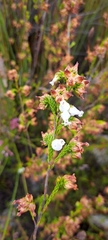 Erica denticulata