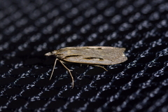 Scoparia rotuella