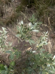 Diospyros lycioides nitens