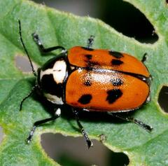 Cryptocephalus octopunctatus