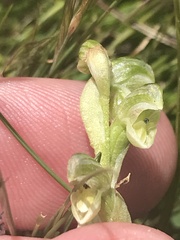 Pterostylis crassicaulis