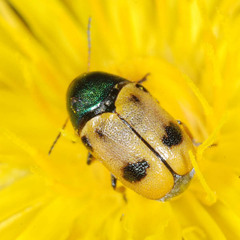 Cryptocephalus laetus