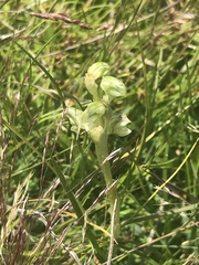 Pterostylis crassicaulis