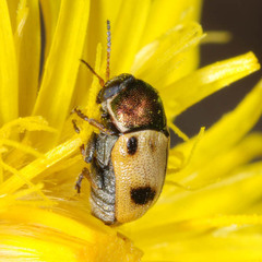Cryptocephalus laetus