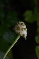 Dorstenia elata