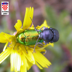 Cryptocephalus hypochaeridis