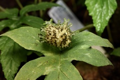 Dorstenia elata