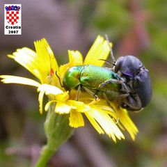 Cryptocephalus hypochaeridis