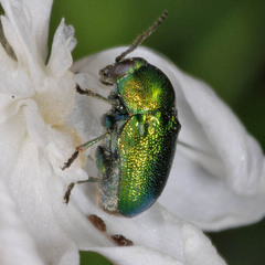 Cryptocephalus hypochaeridis