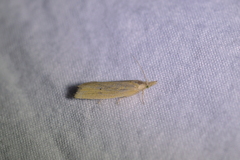 Bactra noteraula
