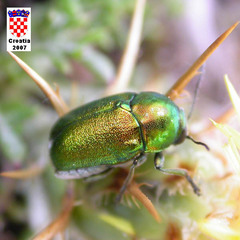 Cryptocephalus hypochaeridis