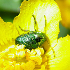 Cryptocephalus hypochaeridis