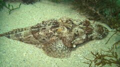 Thysanophrys cirronasus