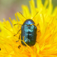 Cryptocephalus hypochaeridis