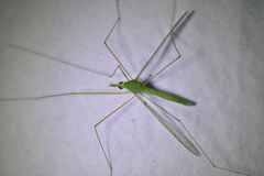 Leptotarsus virescens