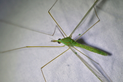 Leptotarsus virescens