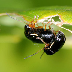 Cryptocephalus flavipes