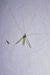 Leptotarsus virescens