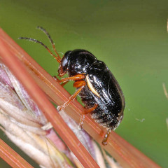 Cryptocephalus flavipes