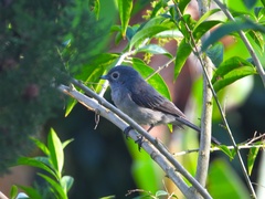 Melaenornis fischeri