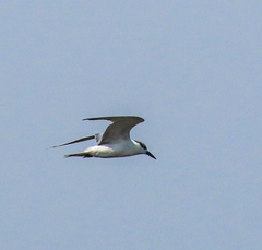Chlidonias hybrida