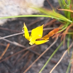 Disa tenuifolia