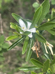Turraea obtusifolia