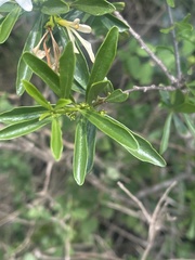 Turraea obtusifolia