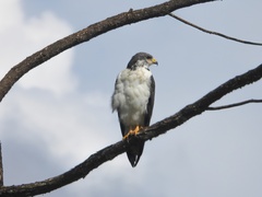 Buteo augur