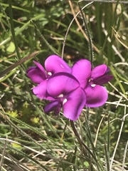 Swainsona behriana
