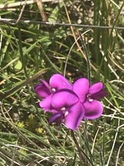 Swainsona behriana