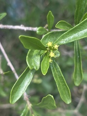 Turraea obtusifolia