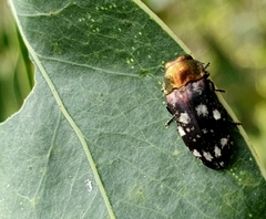 Diphucrania