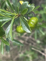 Turraea obtusifolia