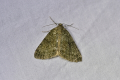 Pseudocoremia indistincta